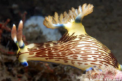 Nembrotha lineolata. Picture taken at the pier in Dauin, ... by Anouk Houben 